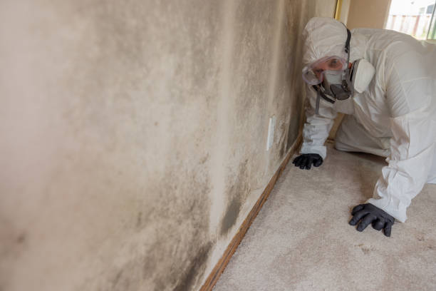  , USA Mold Removal Services Pros